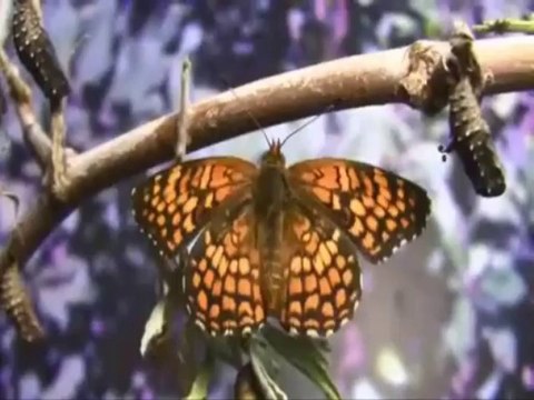 ŞİİR BIRAK SENİ SEVGİ BULSUN Seslendiren Murat Dogan