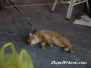 Walking like a lazy cat