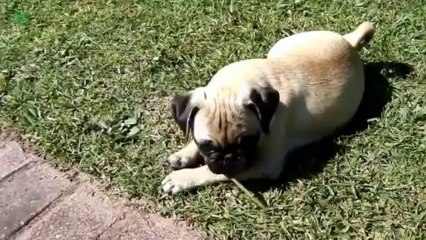 Compilation de Carlin, vous savez ce chien super moche!!!! ahaha