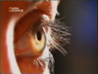 Cerebro: Vision periferica