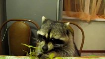 Raccoon Eating Grapes Will Inspire You To Eat More Fresh Fruit