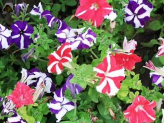 Mondial - Departe sânt de tine