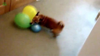 Descargar video: Compilation de CHIENS qui éclatent des BALLONS. Complètement fou ces toutous.