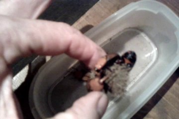 Charançons rouges du palmier