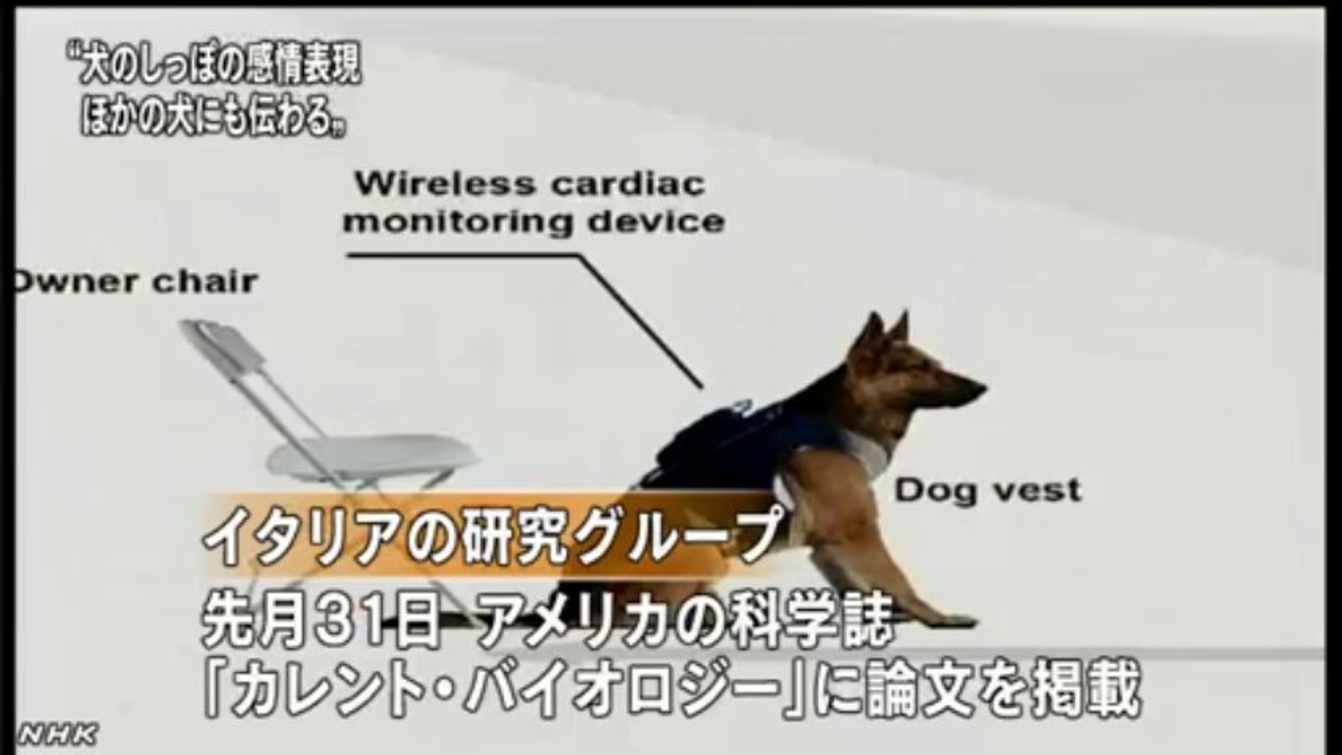 しっぽを振る感情表現 犬どうしで伝わる 動画 Dailymotion