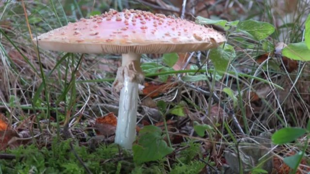 Les Hautes Chaumes du Forez [ 3 ] automne