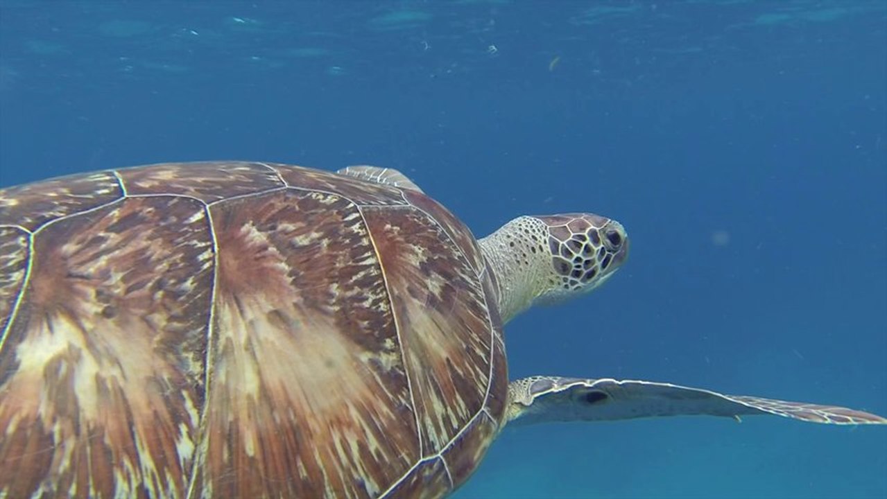 tortues grande anse d'arlet