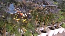 2.400 plantas de marihuana incautadas en Valencia