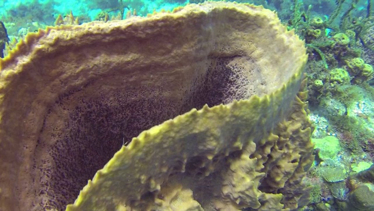 Cap Enragé Sud