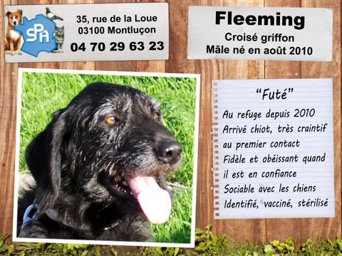 Fleeming, croisé griffon : adopté