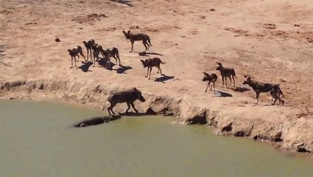 PHACOCHERE PRIS AU PIEGE... Mangé par un crocodile ou par des hyènes?...