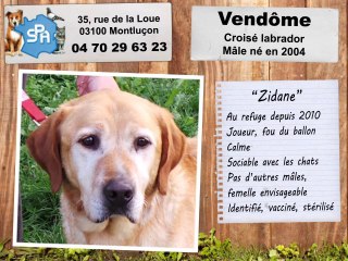 Vendome, croisé labrador : adopté