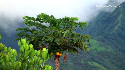 Relaxing Music Hawaii Episode 2