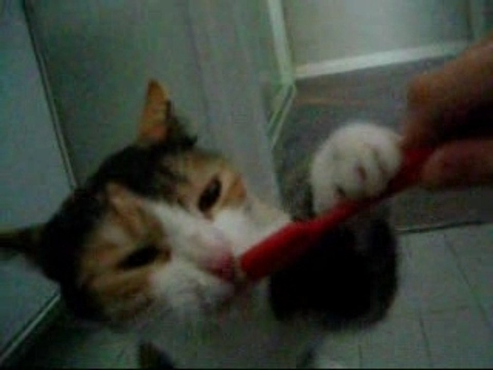 Chat se brossant les dents