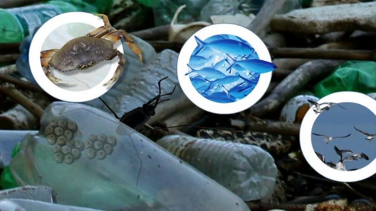 Ewiger Plastikmüll: Der Pazifische Müllstrudel (Videografik)