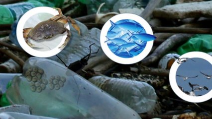 Ewiger Plastikmüll: Der Pazifische Müllstrudel (Videografik)