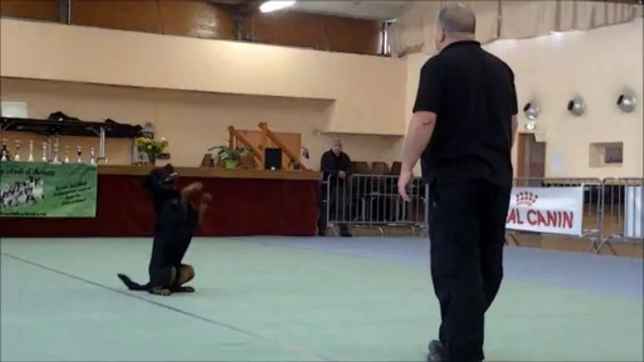 Rottweiler - Balzac concours arnas