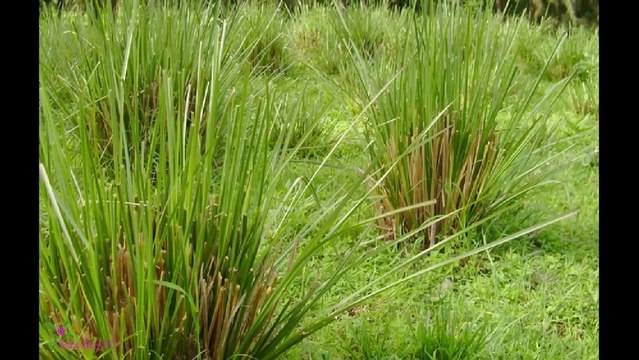 YVES SAINT LAURENT ტუალეტის წყალი სპრეი მამაკაცებისათვის