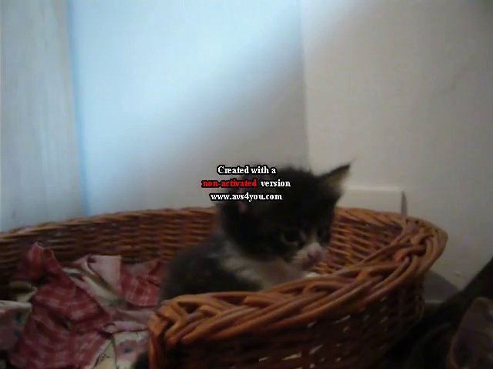 male brown mackerel tabby & blanc avec sa mère