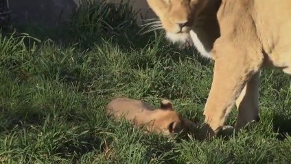 Lion Cubs Play Outside