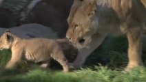 Des lionceaux jouent et chassent. Trop mignon!