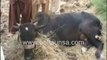 ڈیرہ غازیخان . کوٹ ہسو میں گائے چوری میں ناکامی  پر چور قیمتی گائے کی ٹانگے توڑ کر فرار۔
