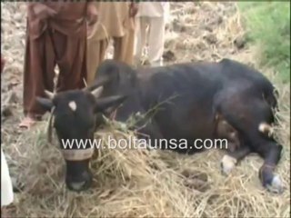 ڈیرہ غازیخان . کوٹ ہسو میں گائے چوری میں ناکامی  پر چور قیمتی گائے کی ٹانگے توڑ کر فرار۔