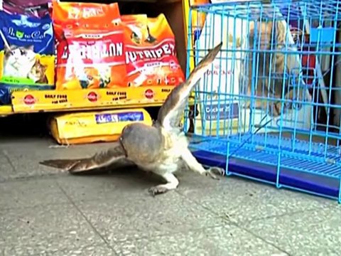 Совы становятся жертвами ритуалов в Индии