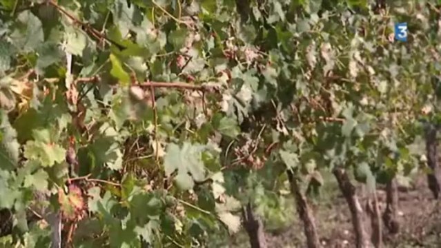 Pesticides et cancers du poumon chez les viticulteurs.