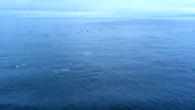Super-Pod Of Dolphins In Strait Of Georgia Off Coast Of Vancouver, Canada