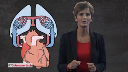 A quoi sert le coeur?