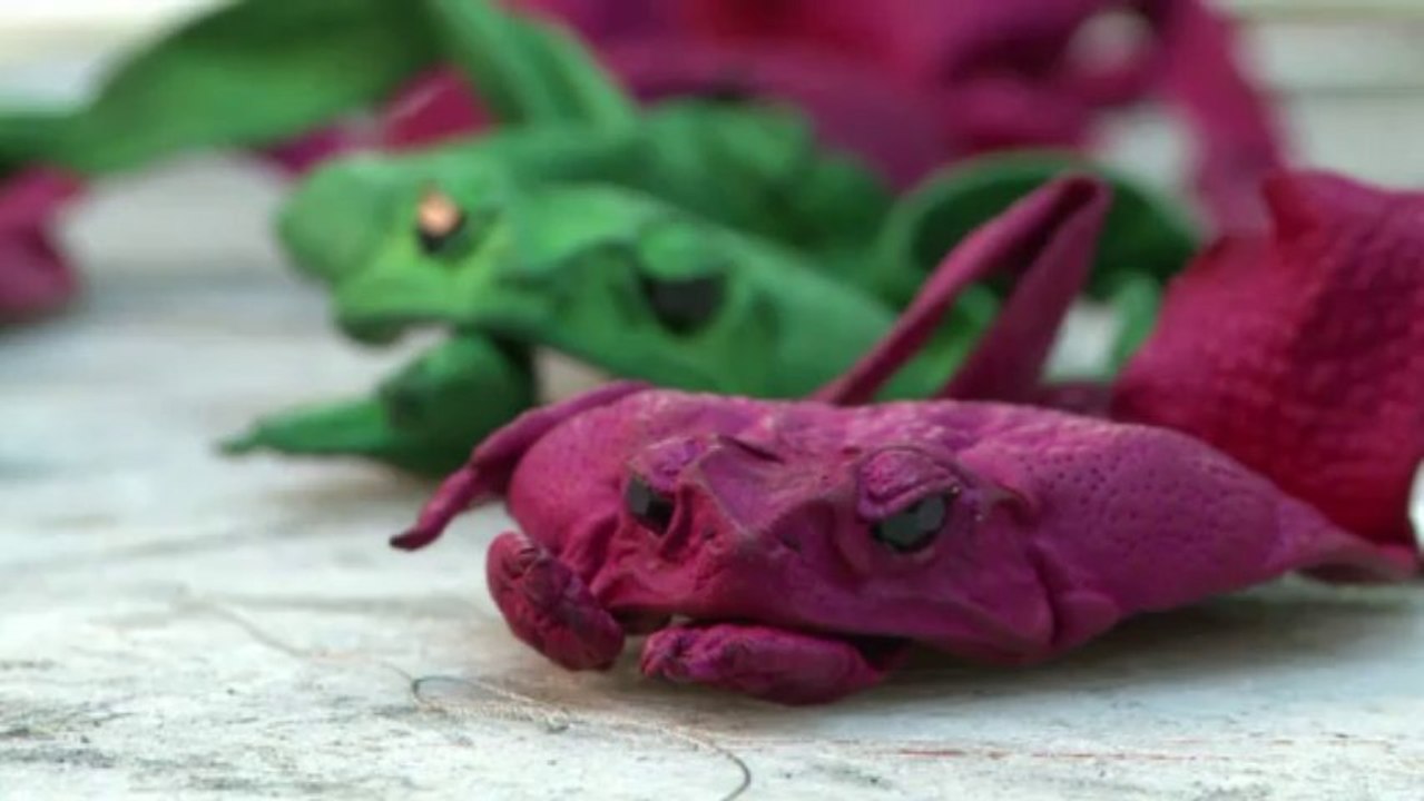 Verhasste riesenkröten werden zu luxus-taschen verarbeitet