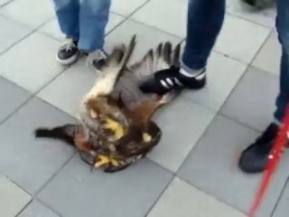 Une Buse attaque un Chien