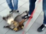 An Eagle attacks a Dog!