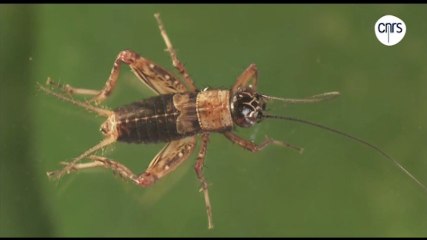 Grillon des bois, propagation d'ondes dans l'air