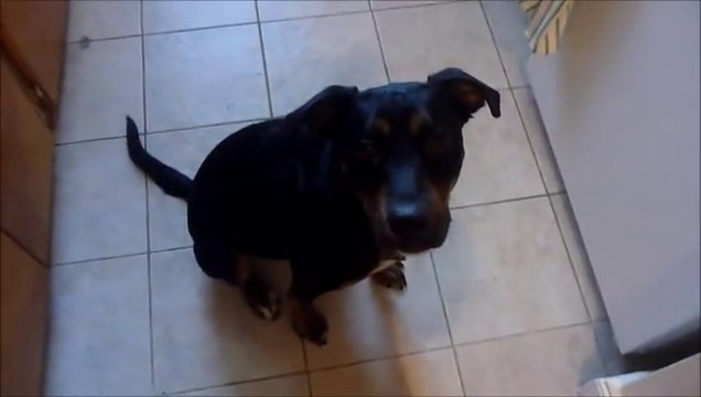 Amazing and cute DOG takes care of BABY! So funny...