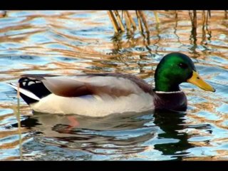 Faruk Demir - Gülşen Kutlu -Yeşil Ördek