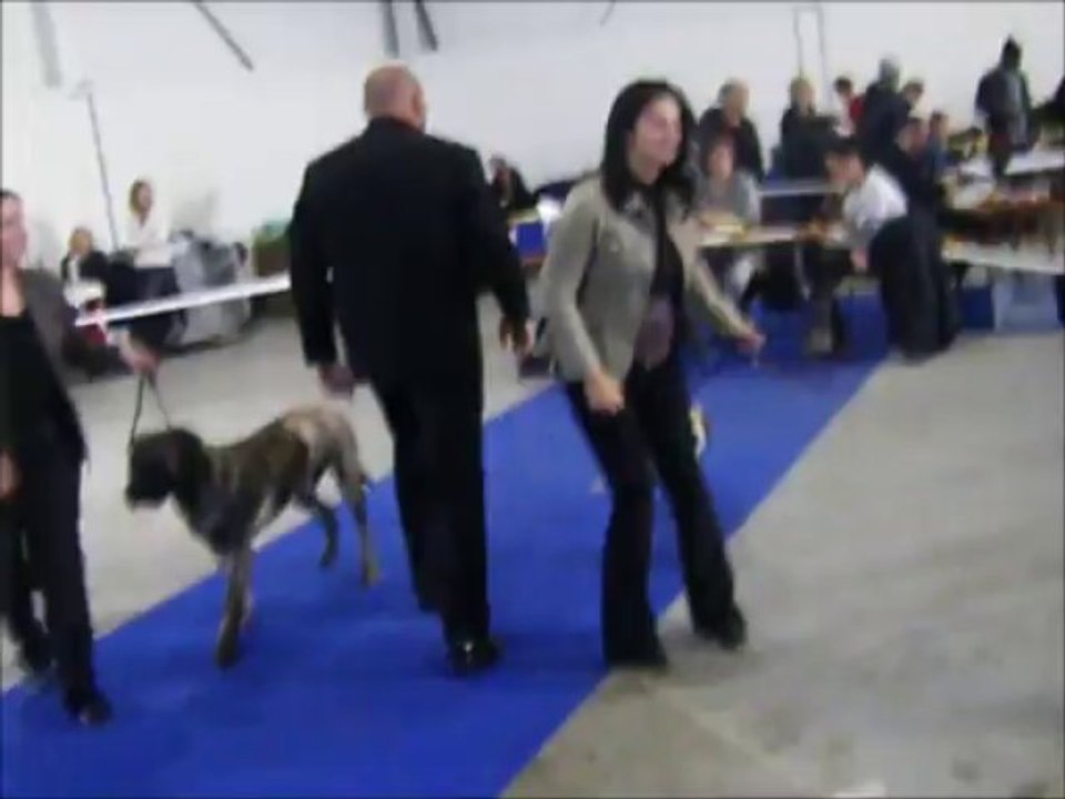 exposition canine metz 03/11/2013 meilleur jeune dogo canario