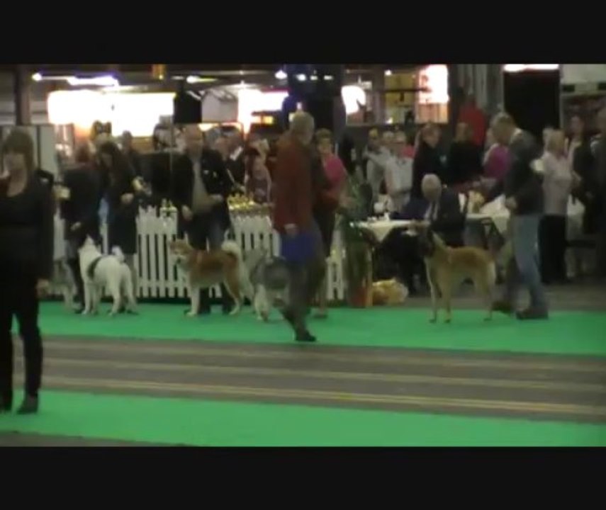 Abby Dog Show Bleiswijck 2-11-2013