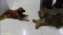 You love DOGS and PUPPIES.... Enjoy THIS COMPILATION of FUNNY DOGS!