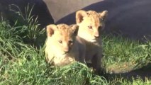 Oregon Zoo 'Baby-Proofing' Outdoor Lion Exhibit for Adorable Cubs