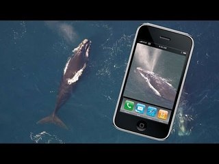 'Whale Spotter' app to reduce ship strikes