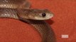 Deadly snake bites, kills hockey player in Australia's Northern Territory