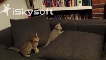 3 chatons s'amusent ensemble / 3 kitten playing together