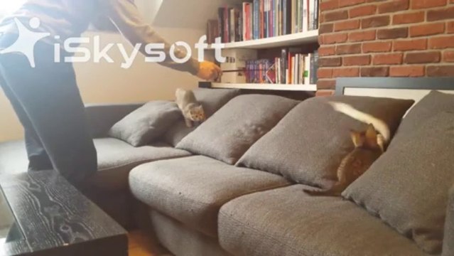 3 chatons jouent avec un plumeau / 3 kitten playing with feather