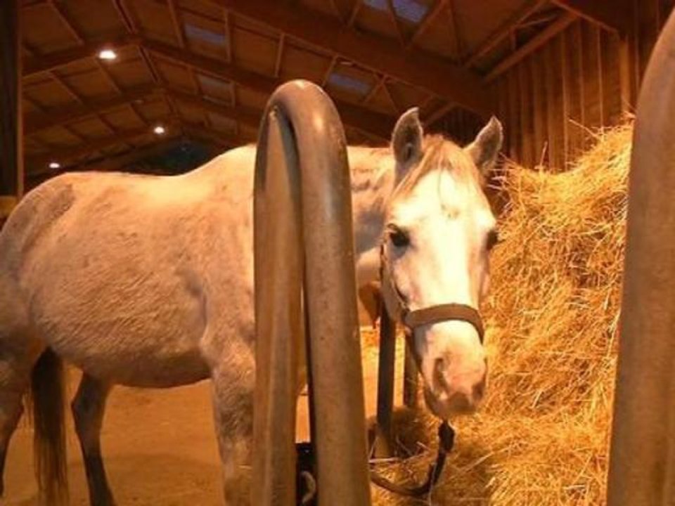 La hausse de la TVA inquiète les centres équestres - 05/11