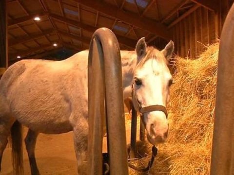 La hausse de la TVA inquiète les centres équestres - 05/11