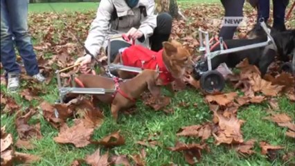 IL MAGO DEI CARRELLINI PER ANIMALI DISABILI