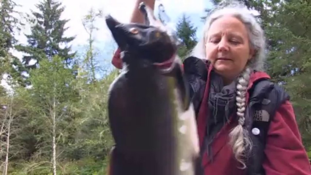 Aquafarming in kanada - zuchtlachs gefährdet wildlachs | global 3000