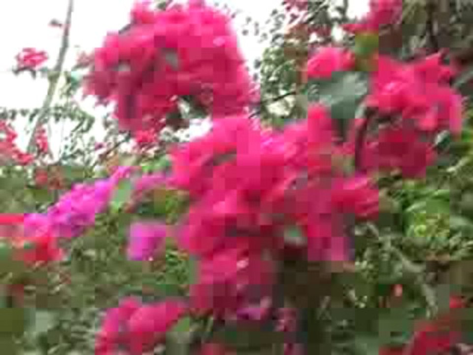 Kerala Homestay | Home stay near Cochin Airport | Kerala Tour packages